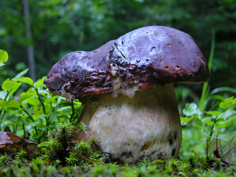 Finalmente il risveglio del bosco.